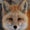 FantasticMrFox