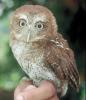 Screech-owl