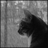 Evil_Cat
