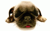 post-54714-1172600454_thumb.gif