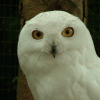 post-77296-1172151829_thumb.gif