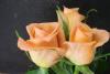 post-119701-1241095373_thumb.jpg