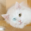 post-68637-1185470630_thumb.gif
