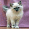 post-86570-1183971169_thumb.gif