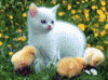 post-86570-1183971204_thumb.gif