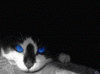 post-86570-1183971224_thumb.gif