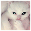 post-86570-1184690482_thumb.gif