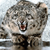 post-86570-1184998997_thumb.gif