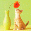 post-54714-1189099151_thumb.gif