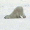post-54714-1189276683_thumb.gif
