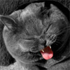 Bastet983